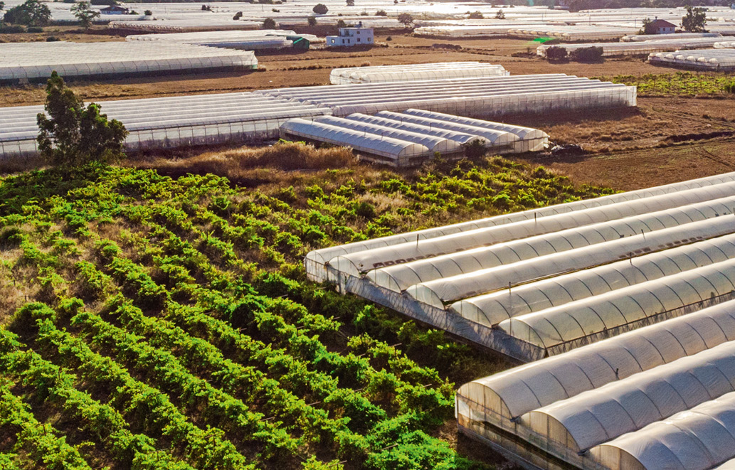 Bild einer Ackerfläche mit Gewächshäusern
